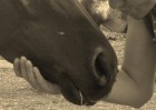 Attività Assistite con gli Animali (AAA) - Arriba Ranch asd