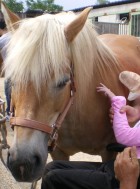 Terapia Assistita con gli Animali (TAA) - Arriba Ranch asd